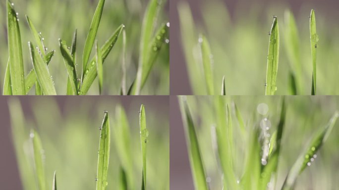 微距拍摄小麦苗