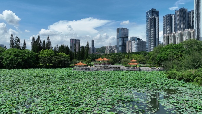 深圳洪湖公园荷花航拍