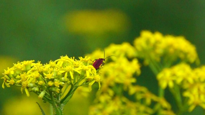 昆虫在油菜花爬动
