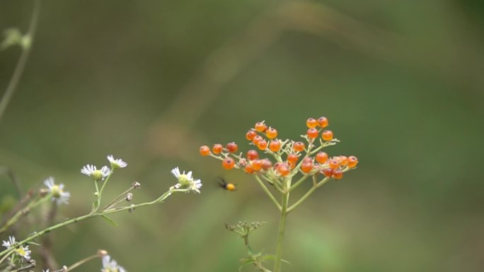 昆虫在橙色花上飞