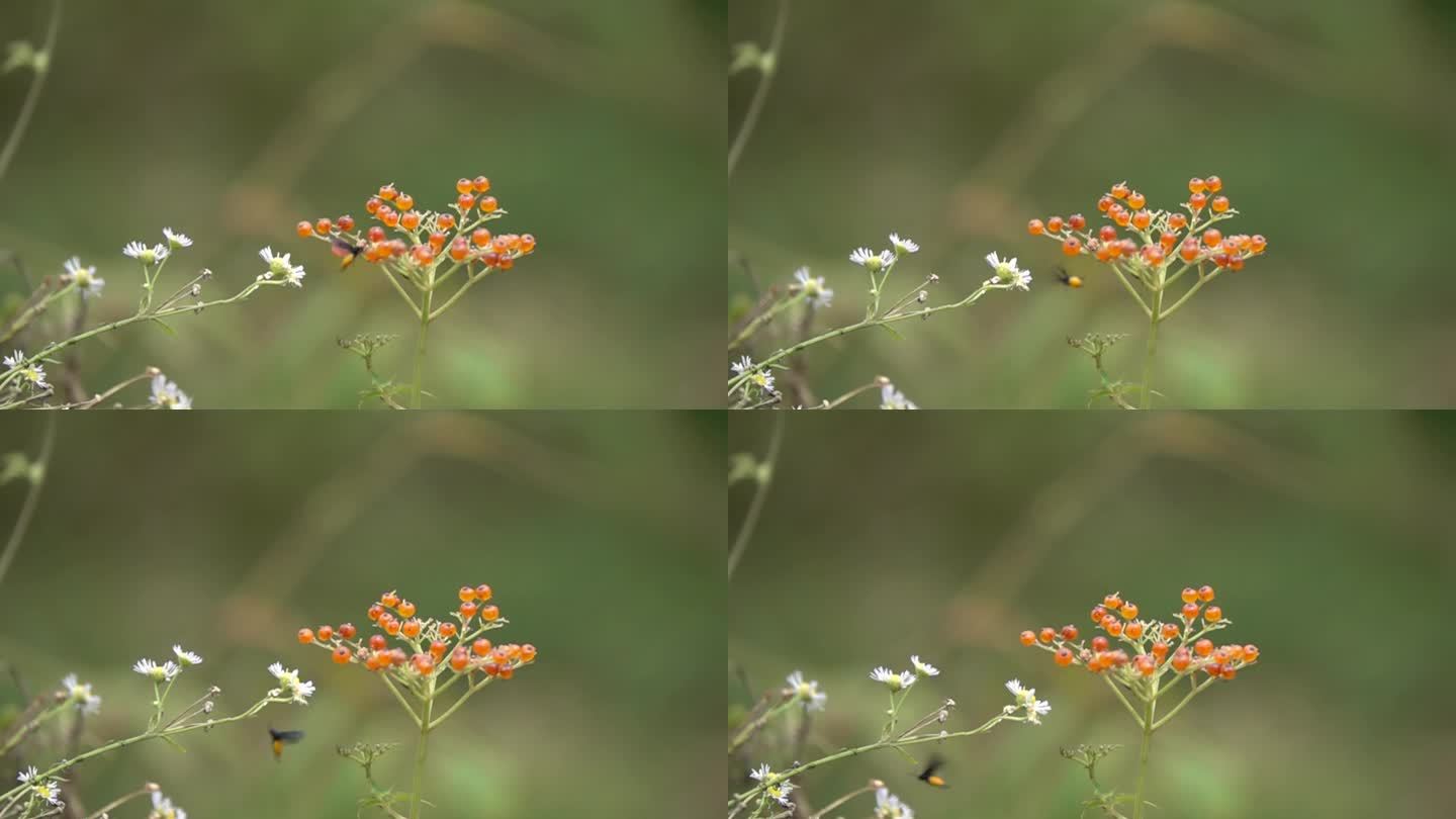 昆虫在橙色花上飞