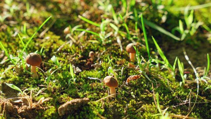 苔藓上的蘑菇