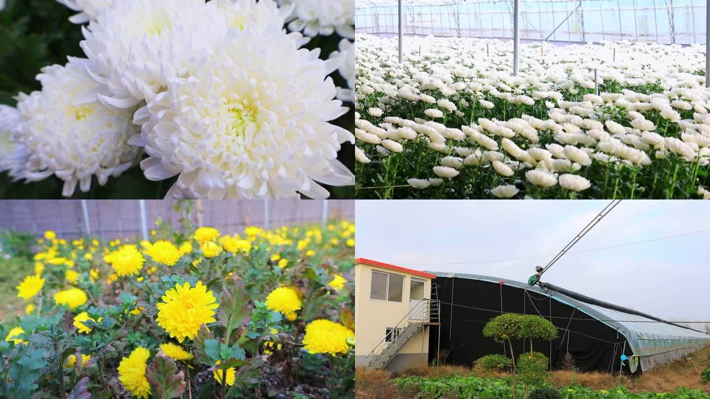 菊花花卉大棚收割养殖经济植物经济乡村振兴