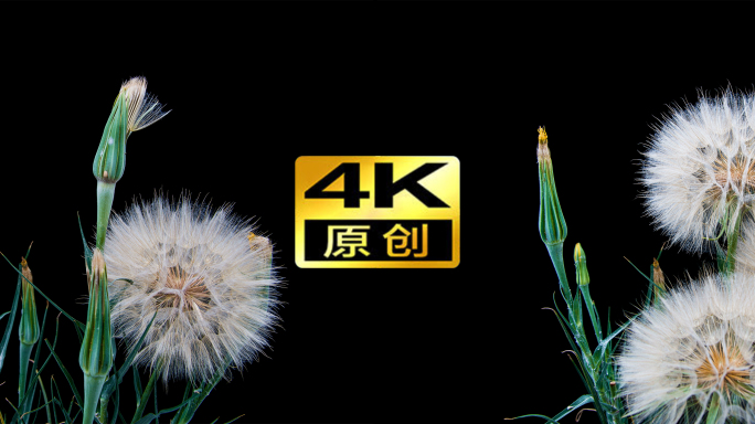 4k超大蒲公英展开延时未加速