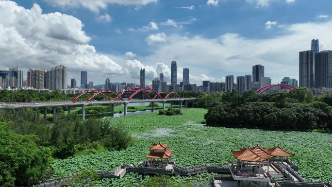 深圳洪湖公园荷花航拍