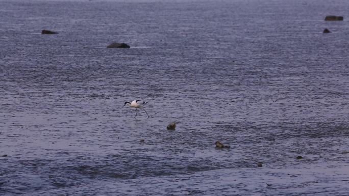 S反嘴鹬、湿地、觅食、多角度