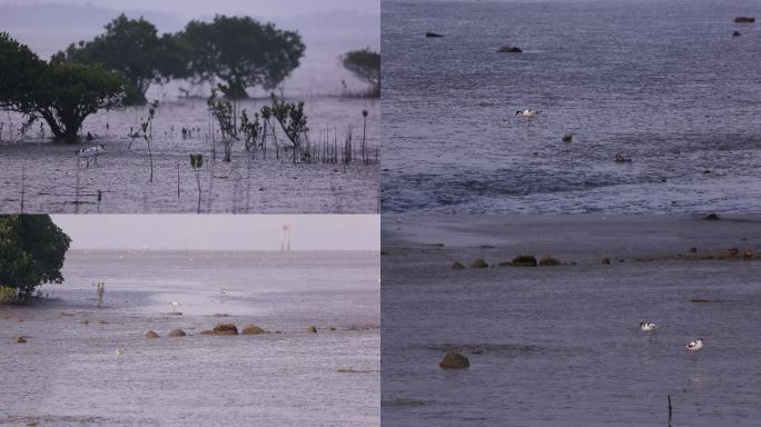 S反嘴鹬、湿地、觅食、多角度