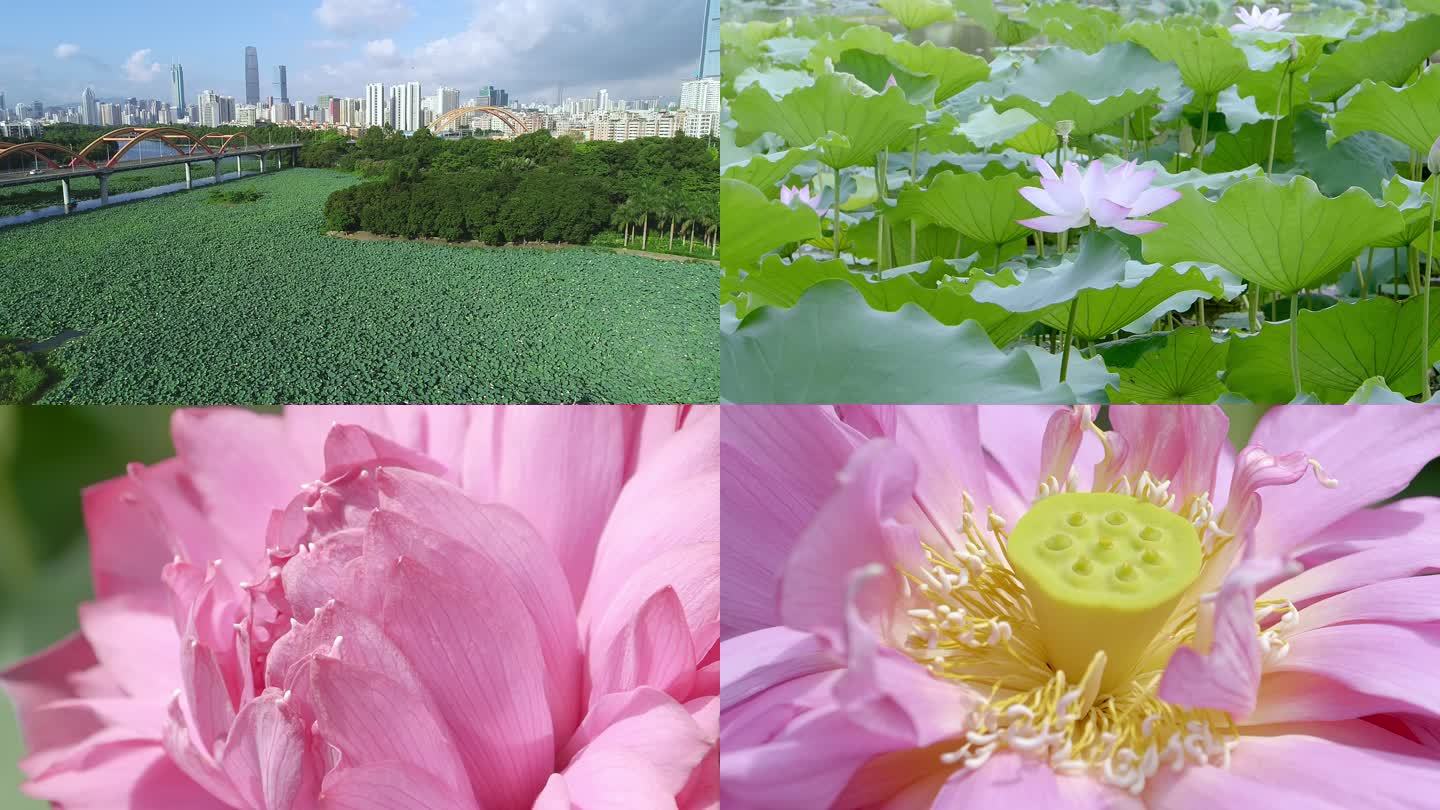 夏日荷花 花蕊 花朵特写