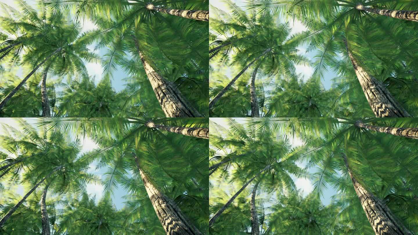 椰子树 丛林