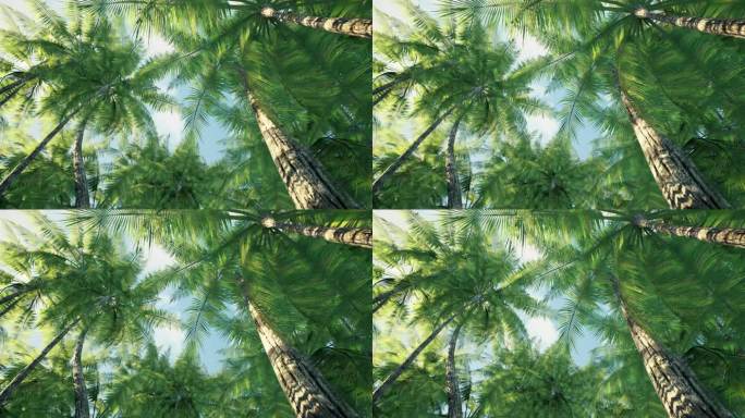 椰子树 丛林