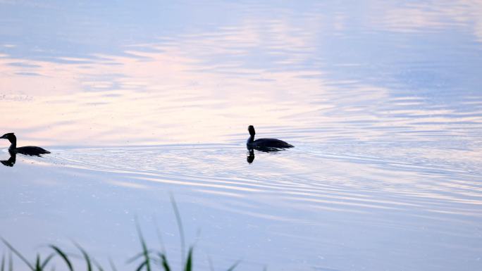 北方湿地 水鸟 孵蛋 成群结队 水草水鸟