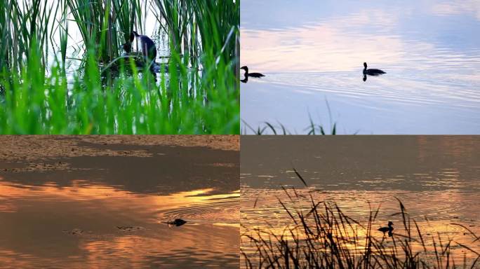 北方湿地 水鸟 孵蛋 成群结队 水草水鸟