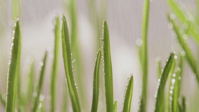 微距拍摄雨中小麦叶子