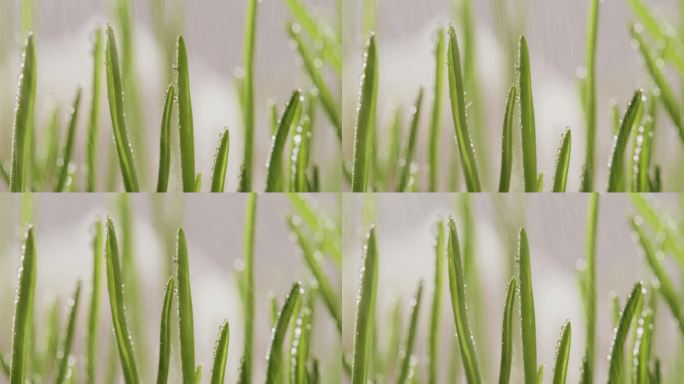 微距拍摄雨中小麦叶子