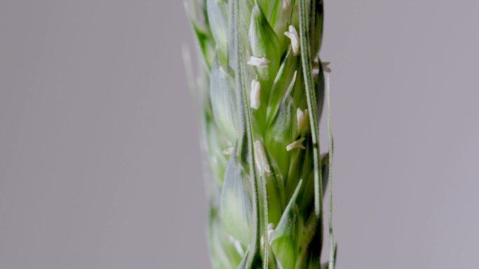 微距拍摄小麦扬花灌浆期