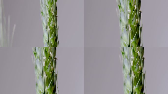 微距拍摄小麦扬花灌浆期