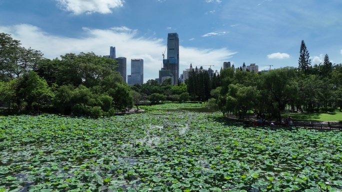 深圳洪湖公园荷花航拍