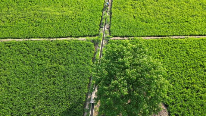 航拍唯美乡村富硒水稻农田风光风景