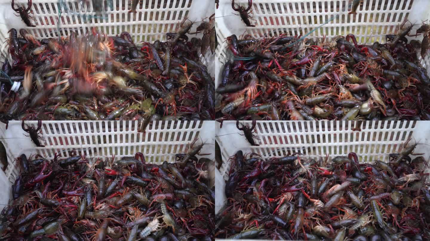 龙虾 养殖 水产 农民