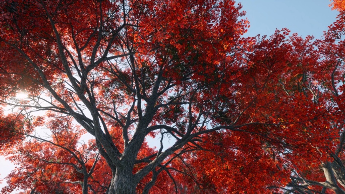 大树森林季节变化树叶变红