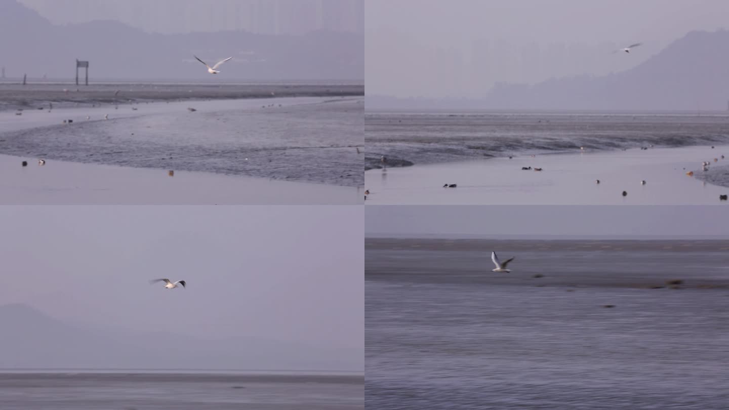 S红嘴鸥、湿地、起飞降落