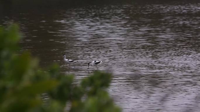 S反嘴鹬、波光粼粼的湖面、同伴、觅食