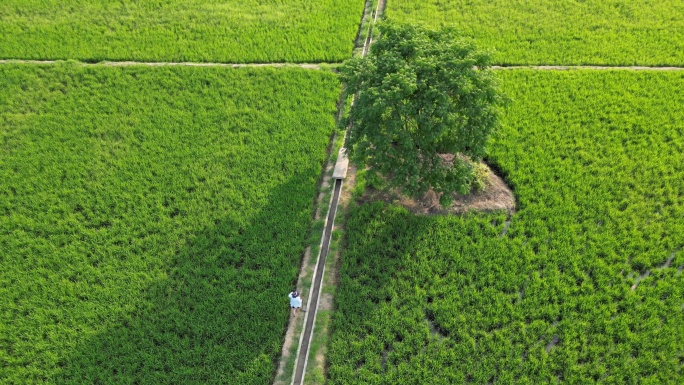 航拍唯美乡村富硒水稻农田风光风景