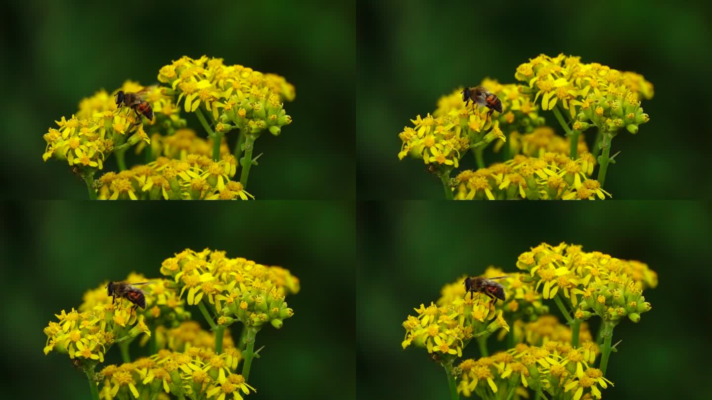 蜜蜂在黄色花采蜜