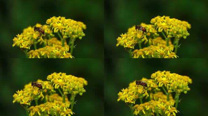 蜜蜂在黄色花采蜜
