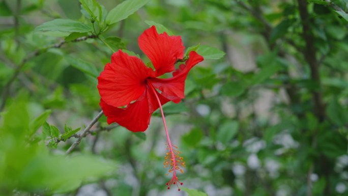 木槿花空镜