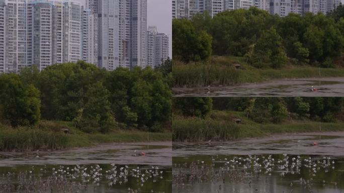 S城市与生态、候鸟、湿地