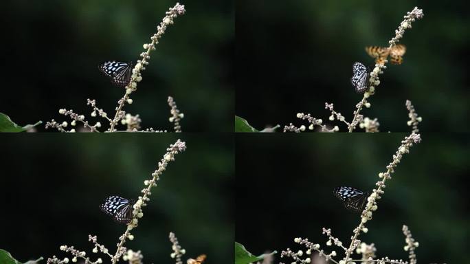 蝴蝶在飞翔慢镜头