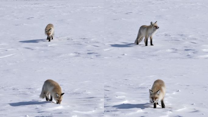 雪地狐狸觅食