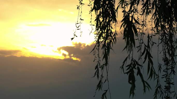 夕阳下的柳叶飘动唯美空镜