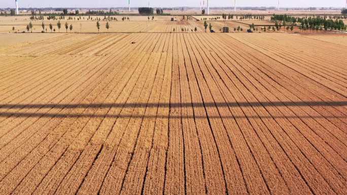 万亩麦田联合收割机作业 航拍收麦