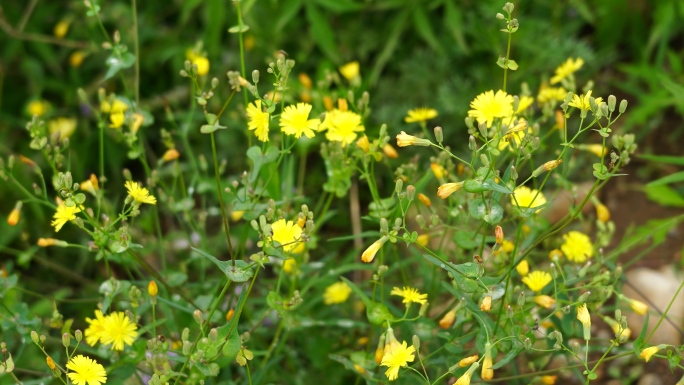 路边的野草 野花 小黄花