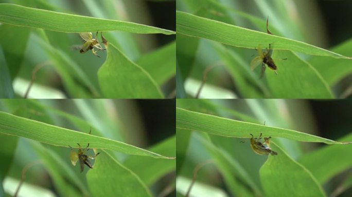 甲虫在绿叶上起飞