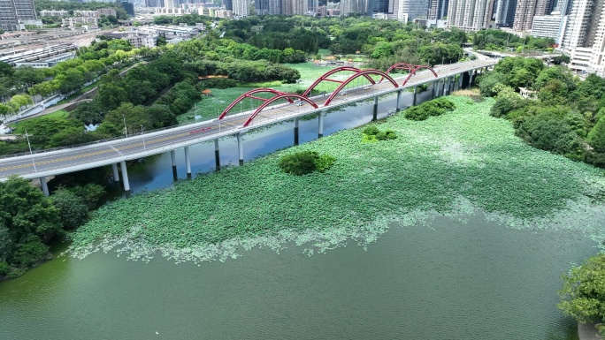 深圳洪湖公园芙蓉桥航拍