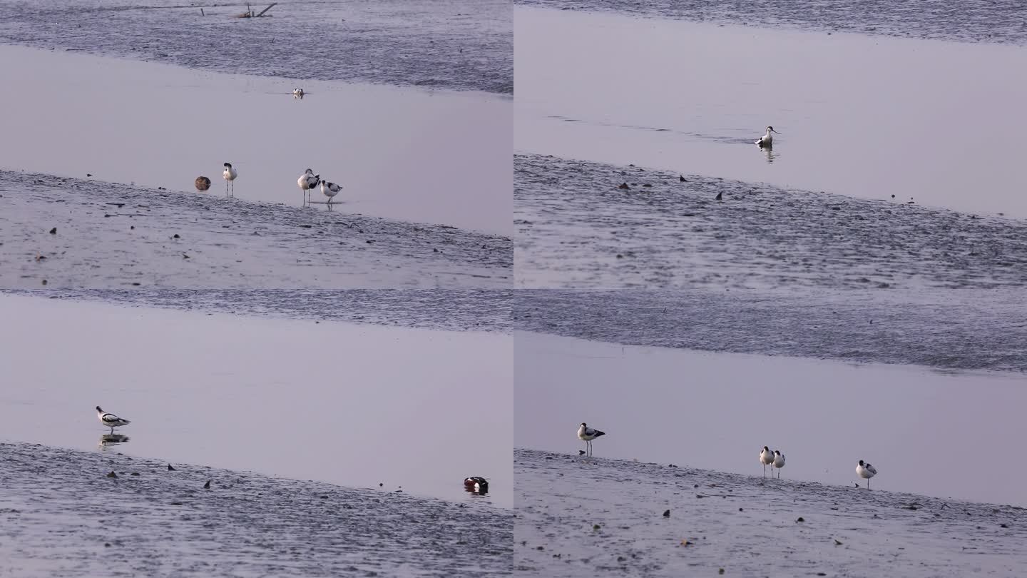 S反嘴鹬、湿地、清洁、同伴、觅食