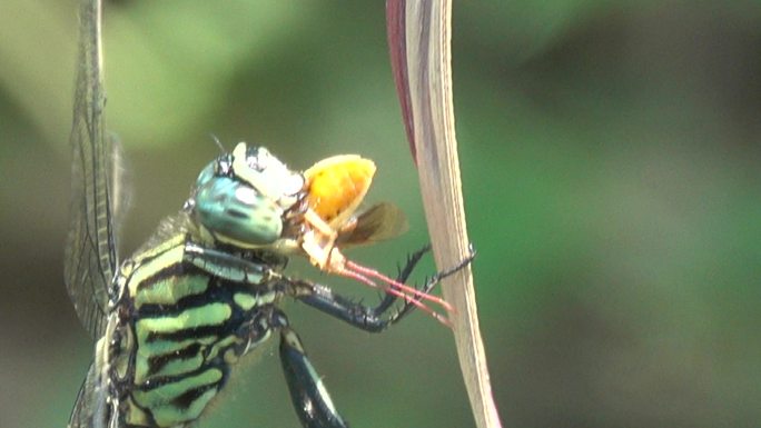 蜻蜓捕食特学慢镜头