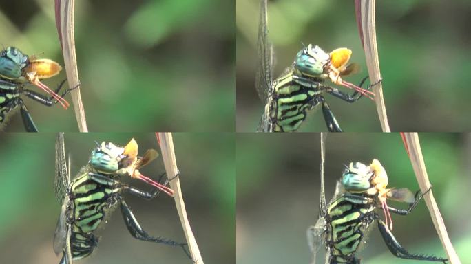 蜻蜓捕食特学慢镜头