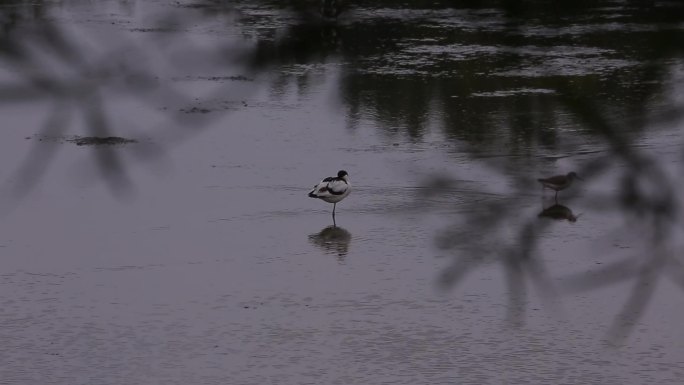 S反嘴鹬、湿地、单脚站立