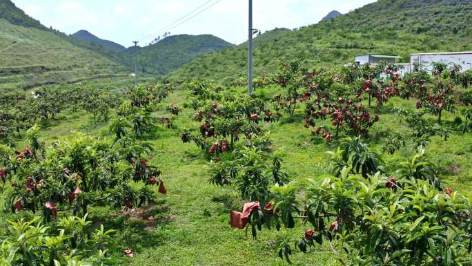 山地农业经济 大片果园航拍 枇杷种植