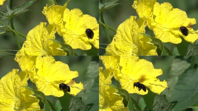 大黄蜂在黄色花采蜜