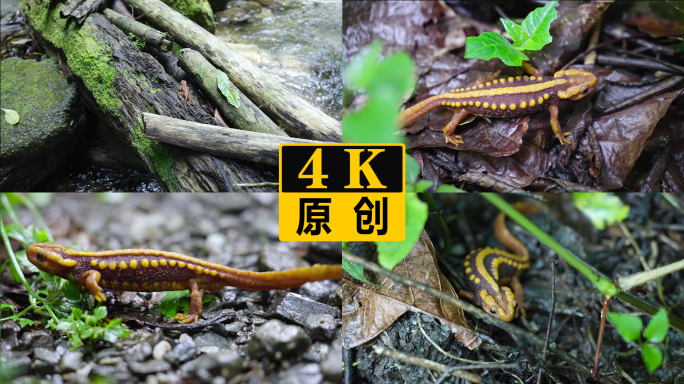 两栖类保护动物红瘰疣螈