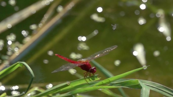 红色蜻蜓起飞慢镜头