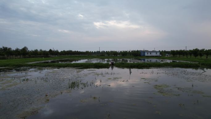 龙虾养殖 水产养殖  生态养殖 水产业