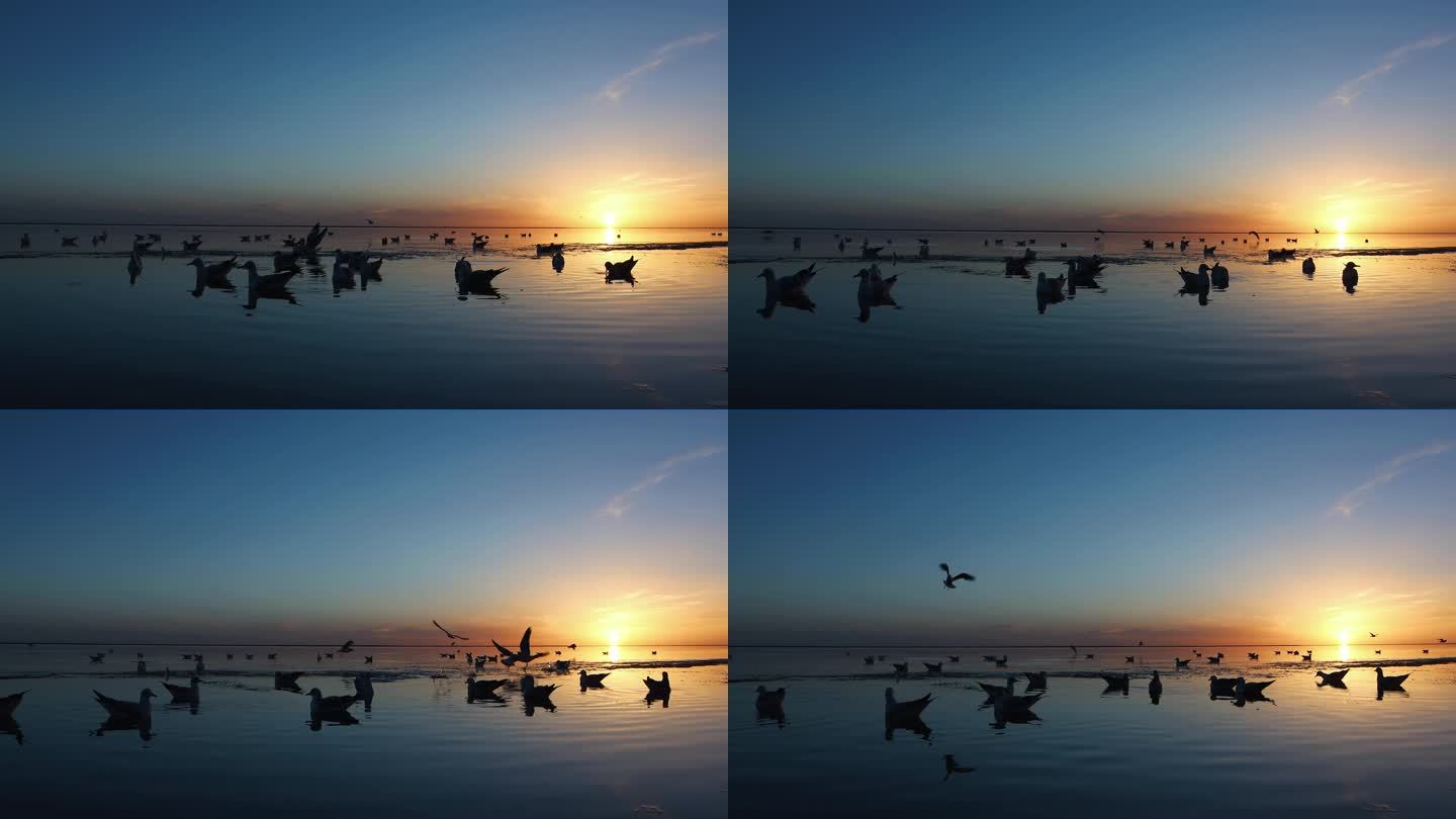 夕阳下，湖面的水鸟