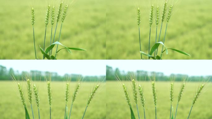 微距拍摄小麦穗头