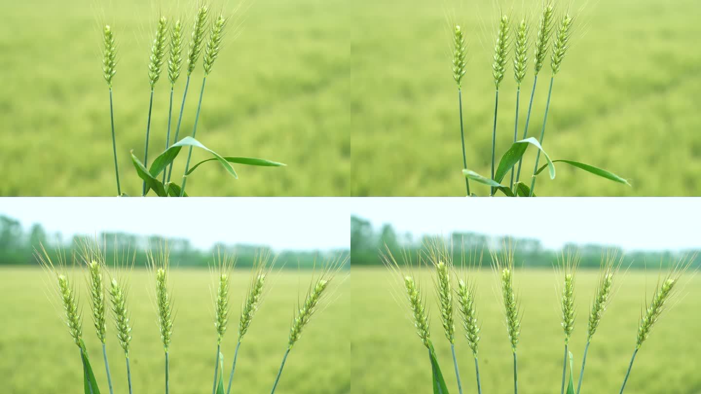 微距拍摄小麦穗头